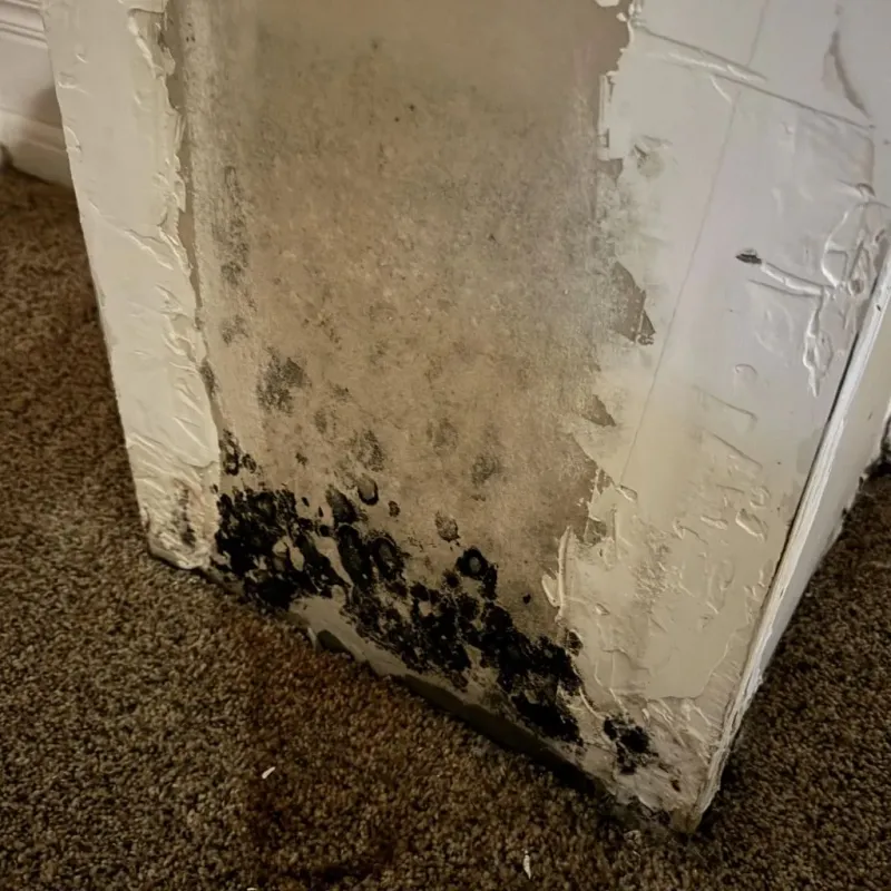 Professional Mold Removal in South Bradenton, FL